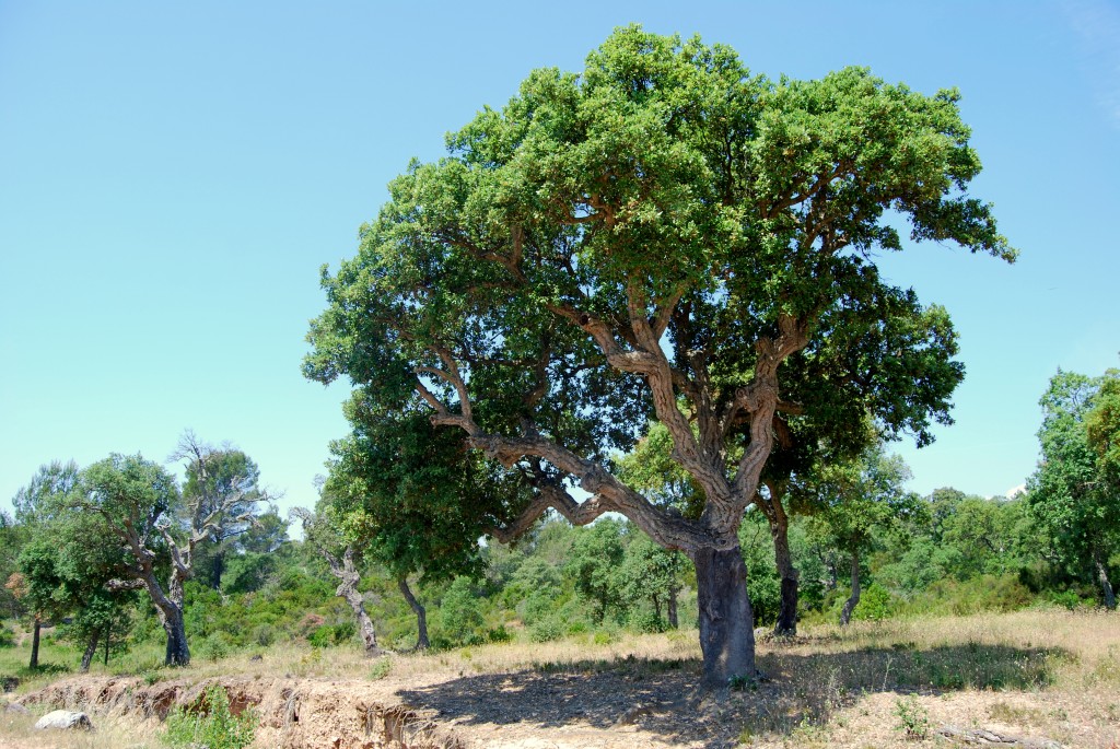 Journée Sport Nature Puget sur Argens