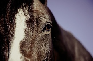 La Combe Equitation