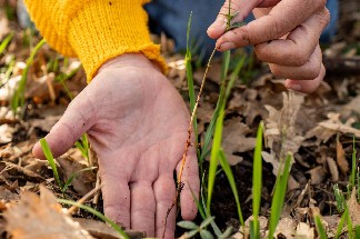 Les usages des plantes provençales