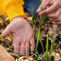 Les usages des plantes provençales