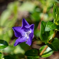 Les usages des plantes provençales