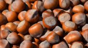 hazelnut-3783066_1920